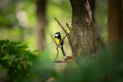 Close-up of spider on plant