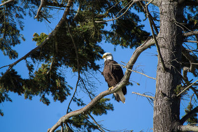Low angle view of eagle perching on branch against clear sky