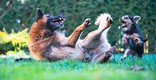 View of a dog on field