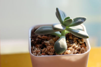 Close-up of potted plant on table