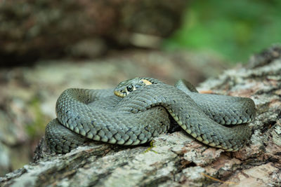 Close-up of snake on wood