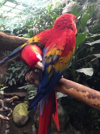 Low angle view of parrot perching on tree