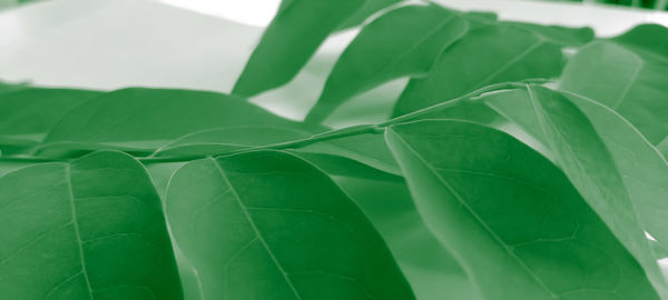 Close-up of green leaves