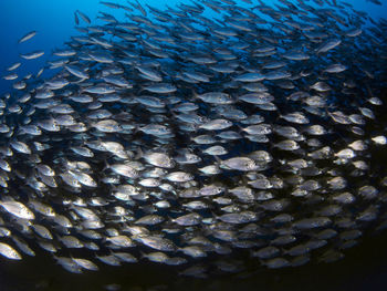 Close-up of fish underwater