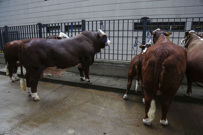 Cows standing in a horse