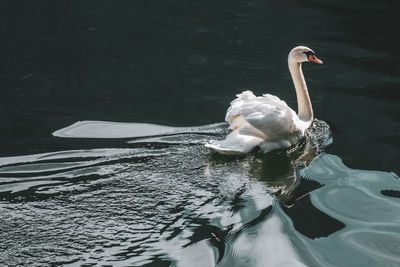 Swan swimming in lake