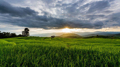 Scenic view of agricultural field against sky during sunset