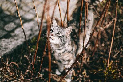 High angle view of cat by plant on field