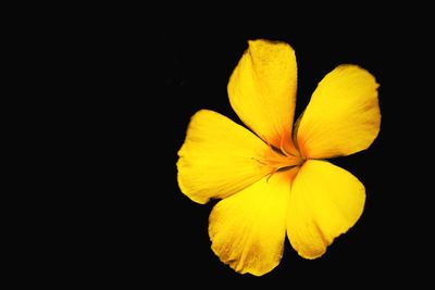 Close-up of fresh yellow flower against black background