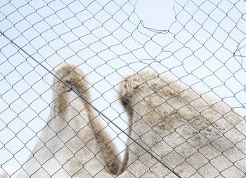 Cropped image of mammal against sky seen through fence