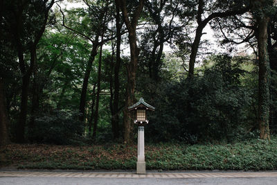 Trees growing in forest