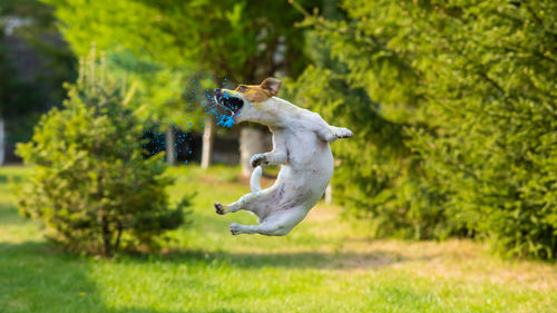 Close-up of dog on field