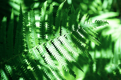 Fern leaves