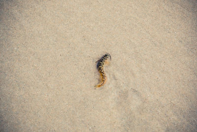 High angle view of dead fish at sandy beach