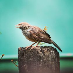 Close-up of bird perching on wooden post