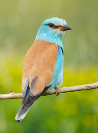 Close-up of bird perching on branch