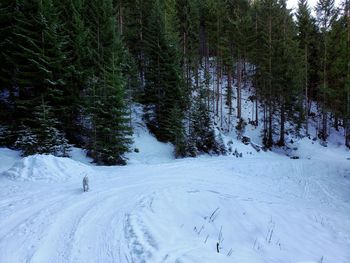 Pine trees on snow covered field