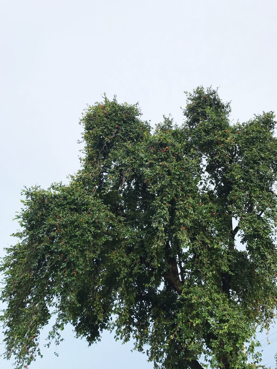 LOW ANGLE VIEW OF TREE AGAINST SKY