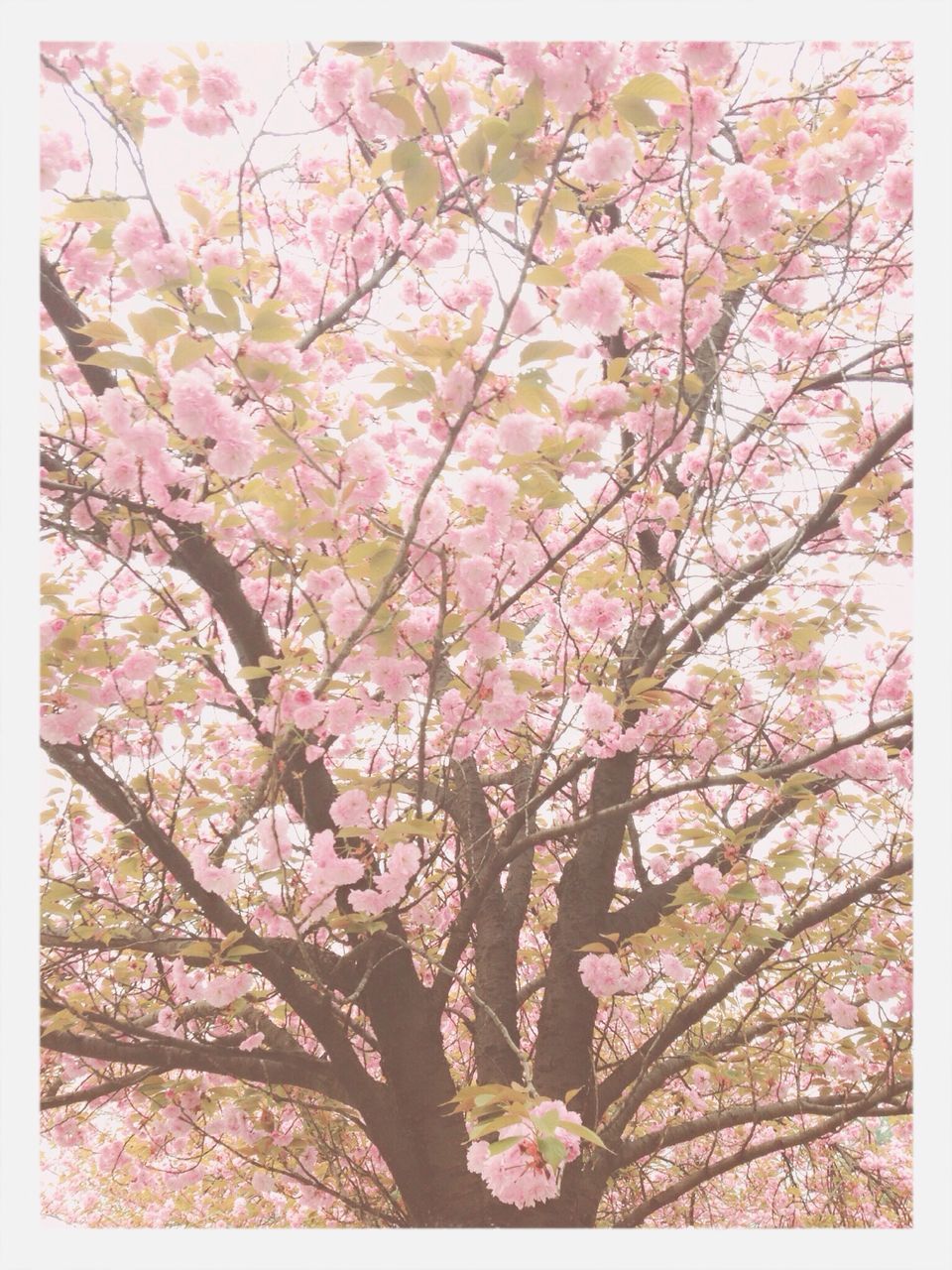 tree, flower, branch, low angle view, growth, freshness, beauty in nature, nature, blossom, pink color, fragility, sky, springtime, cherry blossom, in bloom, outdoors, day, auto post production filter, cherry tree, blooming