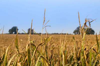 Close-up of wheat field against clear blue sky