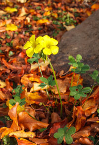 High angle view of yellow flowering plant on field