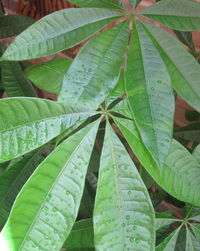 Close-up of wet leaves