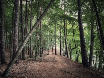 Walkway amidst trees in forest