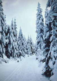 Panoramic view of snow covered mountain against sky