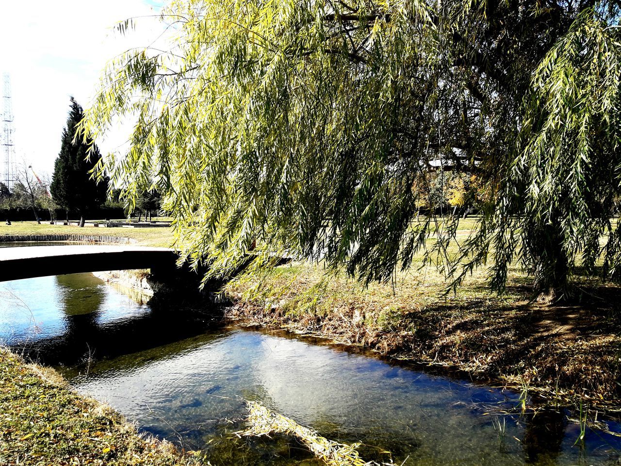 water, tree, reflection, growth, no people, nature, outdoors, scenics, beauty in nature, sky, day, close-up