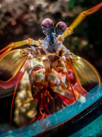 Close-up of crab in water