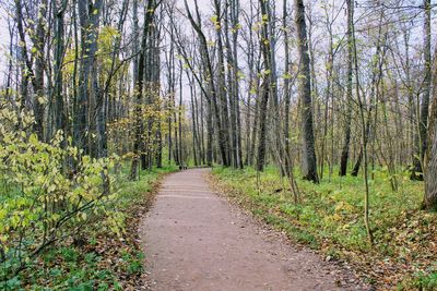 Road amidst trees in forest