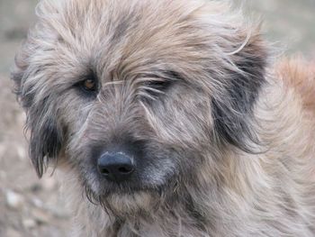 Close-up portrait of dog