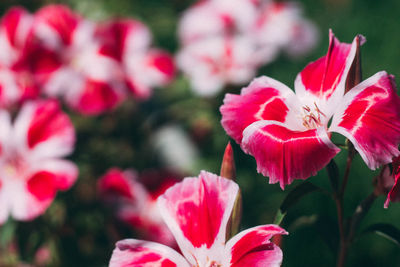 Close-up of pink rose flowers