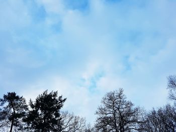 Low angle view of trees against blue sky