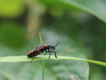 Close-up of insect on leaf