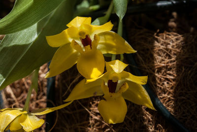 Close-up of yellow crocus blooming outdoors