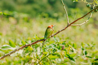 Chestnut-headed