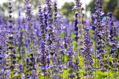 Close-up of lavender flowers blooming outdoors