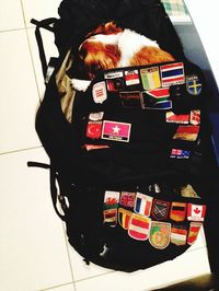 High angle view of dog sitting in bus