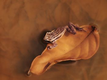 Frog climbing on the dry leaf at the river