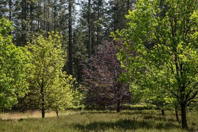 Trees in forest