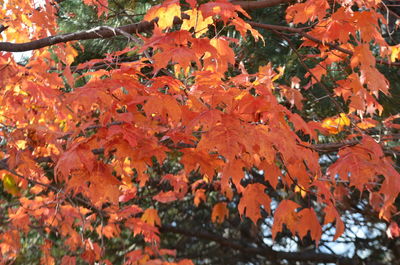 Close-up of maple leaves on tree during autumn