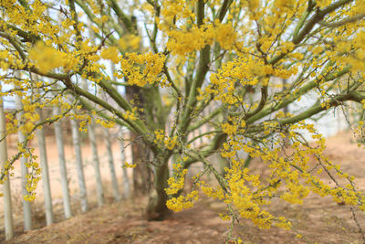 Yellow flowering tree during autumn