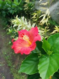 Close-up of red flower