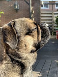 Close-up of dog looking away