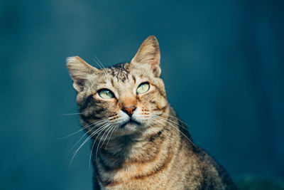 Close-up portrait of cat