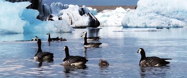 Birds in calm lake