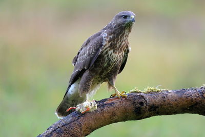 A juvenile common buzzard 