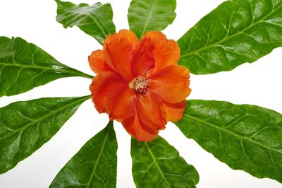 Close-up of orange flower