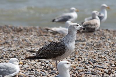 Seagull perching on a beach